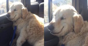 Golden Retriever ha uno strano sorriso causato dall’anestesia di un’operazione chirurgica