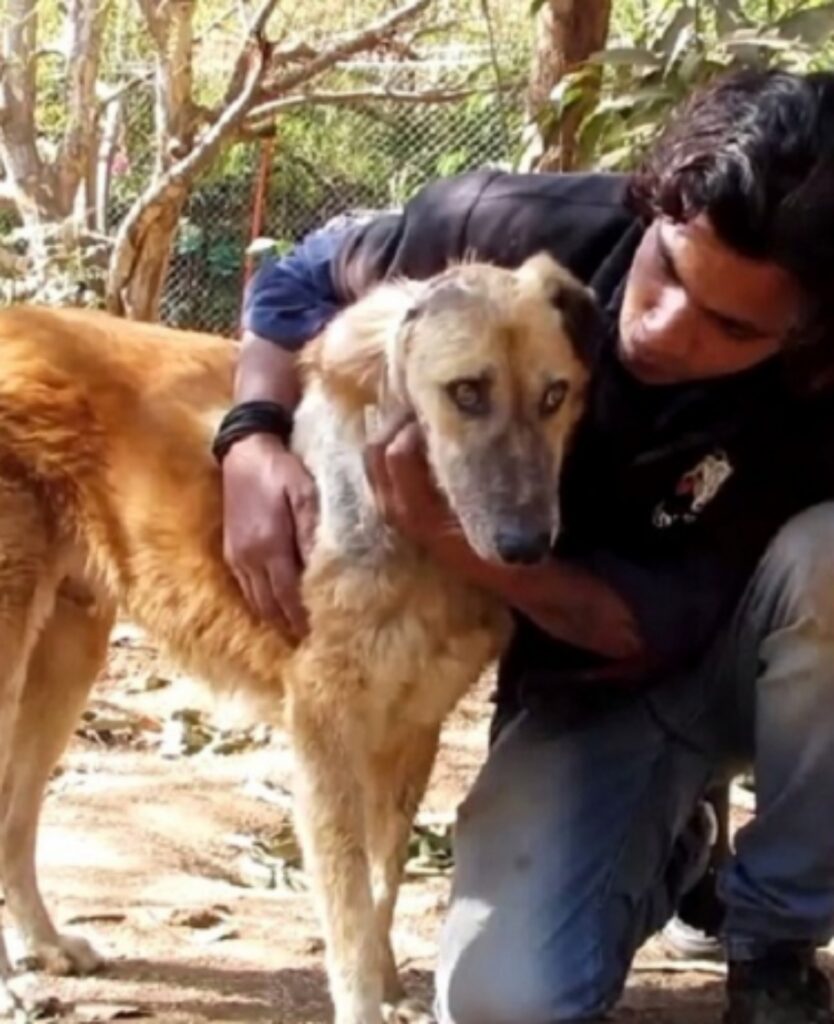 cane attaccato gli viene staccato un pezzo di testa