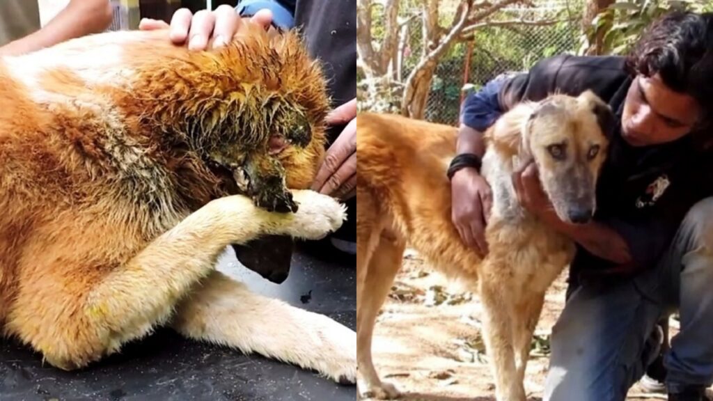 cane attaccato gli viene staccato un pezzo di testa