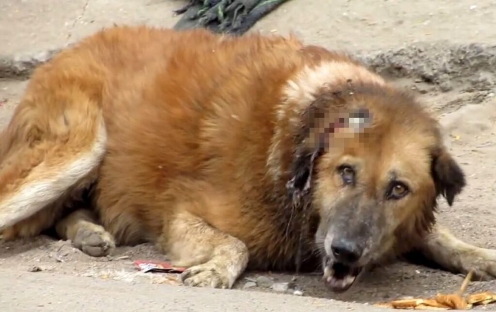 cane attaccato gli viene staccato un pezzo di testa