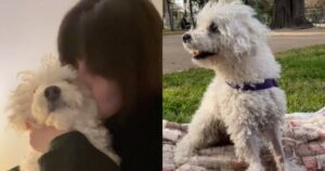La storia di Blanquita ha commosso tutto il web, la cagnolina che adesso non c’è più (VIDEO)