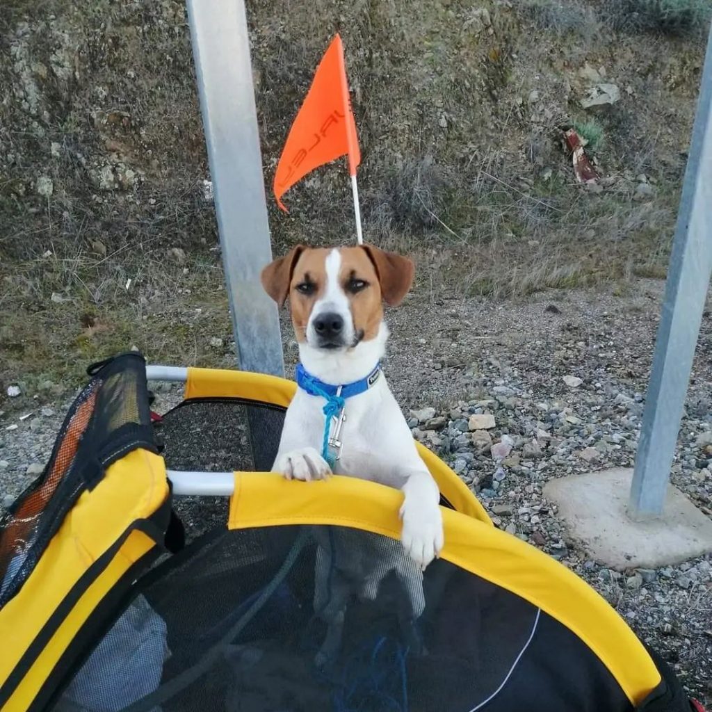 cagnolino keico