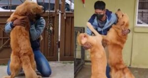 Golden Retriever si riuniscono con il loro papà umano dopo ben 486 giorni (VIDEO)