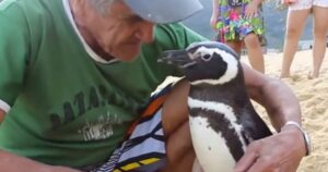 Pinguino nuota per migliaia di chilometri ogni anno per andare a trovare l’uomo che gli ha salvato la vita (VIDEO)