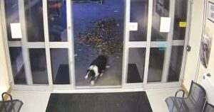 Cucciolo segnalato come scomparso “si costituisce” direttamente alla stazione di polizia (VIDEO)
