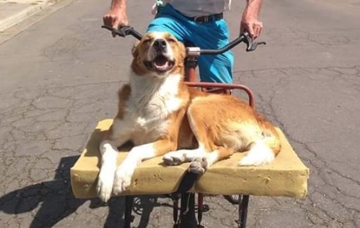 cane lettino bicicletta