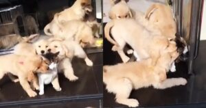 12 Golden Retriever attaccano di coccole un gattino