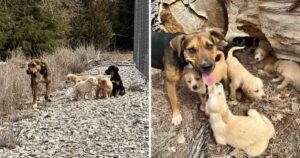 Cagnolina insegue una macchina per strada: chiedeva aiuto per i suoi 16 cuccioli