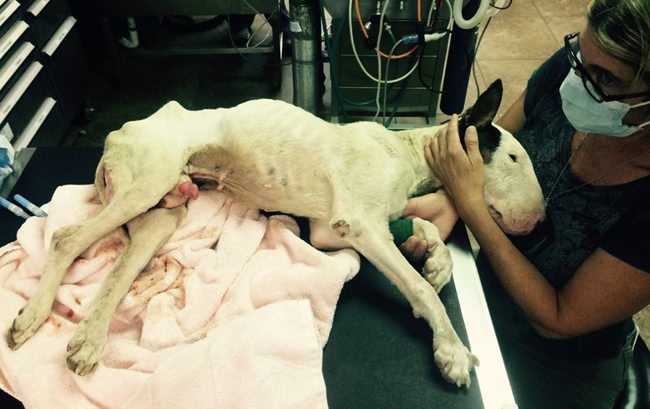 cucciolo bull terrier