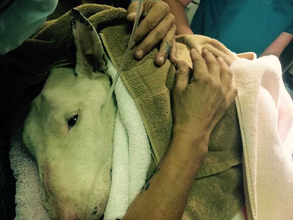 cucciolo bull terrier