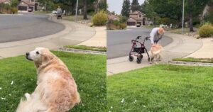 amicizia tra un Golden Retriever e un pensionato di 90 anni