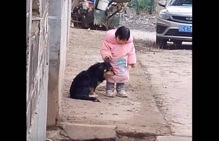 cagnolino botti capodano cinese