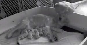 Bambina si sveglia per controllare il Golden Retriever e i suoi piccoli di notte