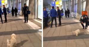 Cagnolina aspetta il suo padrone all’aeroporto: la reazione alla vista del ragazzo sorprende tutti (VIDEO)