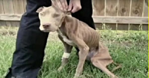 Cagnolino scheletrico viene miracolosamente salvato, pensavano non ce l’avrebbe più fatta (VIDEO)