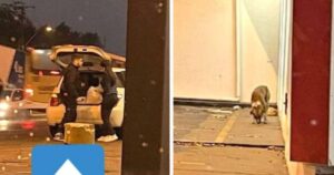 Coppia esce ogni notte in macchina per consegnare il cibo ai cuccioli senzatetto