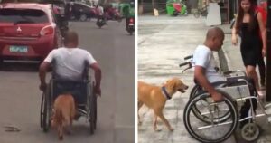 Cucciolo aiuta il suo amato papà umano a spingere la sua sedia a rotelle (VIDEO)