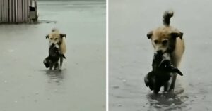 Cagnolino compie un gesto eroico salvando un cucciolo da un’alluvione (VIDEO)