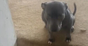 Il suo cagnolino non la ascolta: quando scopre il motivo resta scioccata (VIDEO)