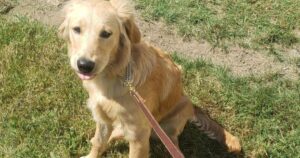 Charlie il Golden Retriever ritrovato dopo l'incidente aereo