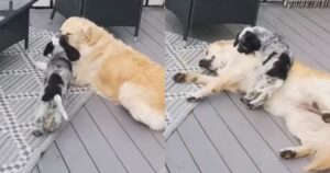 Golden Retriever diventa il papà adottivo di un cucciolo di Cocker e si divertono moltissimo (VIDEO)