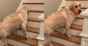Daisy il Golden Retriever sale le scale