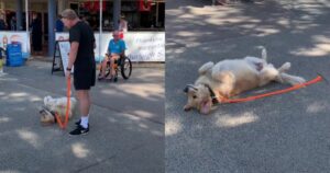 Golden Retriever è diventato famoso per la sua pigrizia (VIDEO)