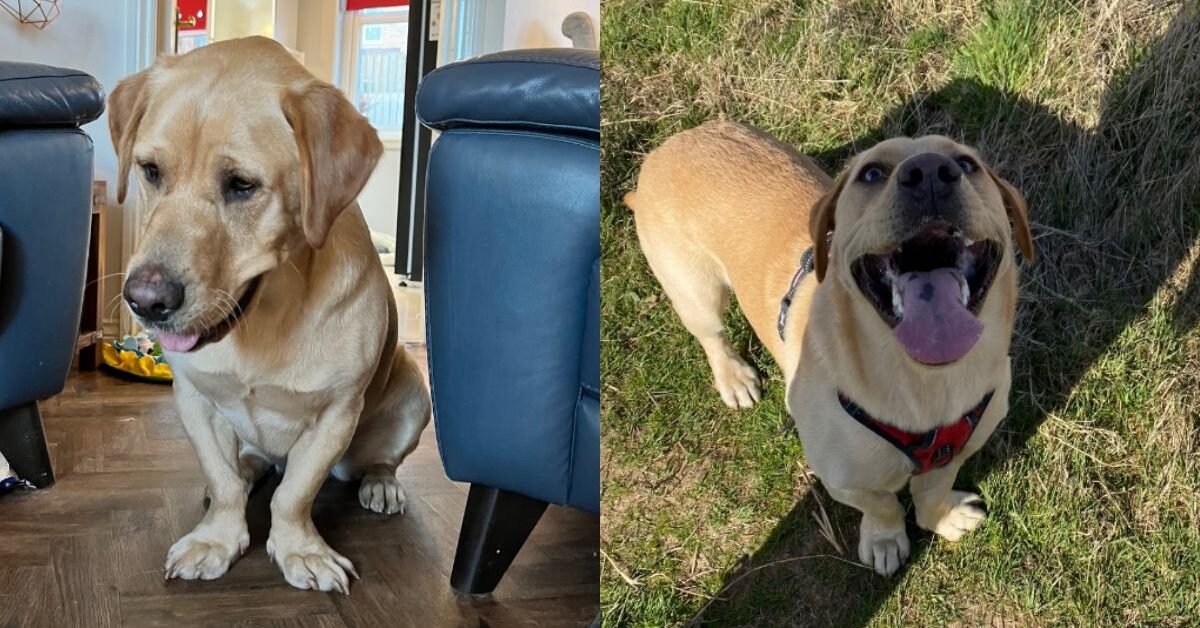 Che Labrador Labrador che nonostante le sue zampe corte non permette a niente e ...