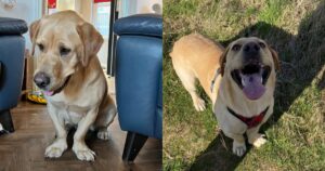Enzo il Labrador affetto da nanismo
