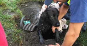 Famiglia salva un Golden Retriever scomparso che è rimasto bloccato in un tubo per una settimana