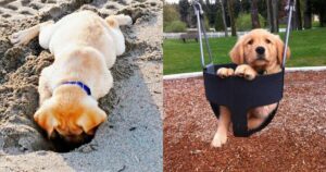 Foto di Golden Retriever