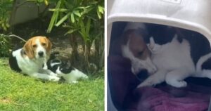 Cagnolino Beagle fa amicizia con un gattino randagio e convince la mamma umana ad adottarlo (VIDEO)