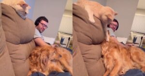 gatto geloso del suo proprietario rimprovera il Golden Retriever