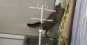 Viene portato dal veterinario, uscito dalla gabbietta il gattino corre ovunque (VIDEO)