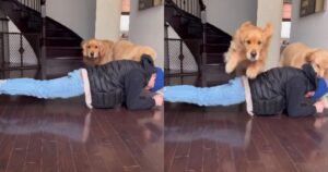 Golden Retriever Sterling e Colin fanno allenamento con il suo proprietario saltando e scivolando (VIDEO)