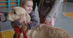 Golden Retriever e il suo amico aiutano i bambini dell’Ucraina a superare i traumi della guerra (VIDEO)