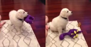 Golden Retriever adora guardare il suo cartone preferito (VIDEO)