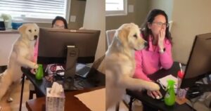 Golden Retriever aiuta la sua proprietaria a lavoro e il filmato diventa virale (VIDEO)
