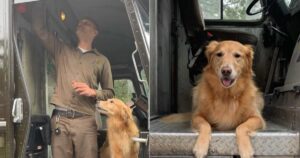 Golden Retriever ama i corrieri e aspetta con ansia di guidare i furgoni (VIDEO)