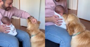 Golden Retriever annusa il suo fratellino per la prima volta