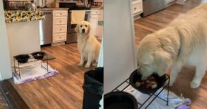 Golden Retriever aspetta venti minuti prima di mangiare