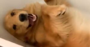 Golden Retriever si diverte nella vasca da bagno