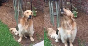 Golden Retriever canta e suona il suo strumento preferito