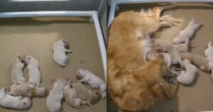 Golden Retriever cerca di non schiacciare i suoi cuccioli