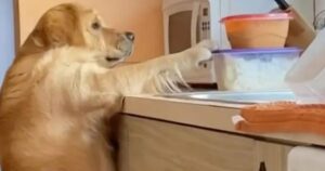 Golden Retriever colto in flagrante più e più volte (VIDEO)