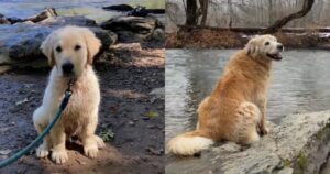 Golden Retriever commuove migliaia di utenti nel web