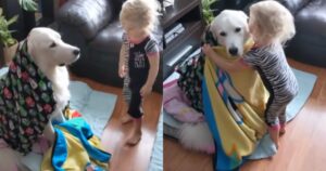 Golden Retriever ha freddo e il suo fratellino umano prende la sua coperta per coprirlo (VIDEO)