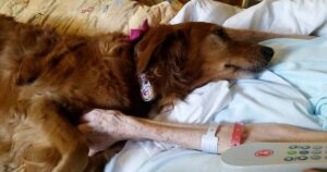 Golden Retriever da terapia da sostegno ai pazienti terminali