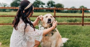 Golden Retriever fa da damigella d’onore in un matrimonio e diventa l’anima della festa