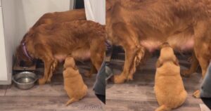 Golden Retriever balla la danza della felicità e diventa virale
